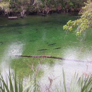 2015-03-06 Manatees gone, just gar and other fish remain at Blue Springs.