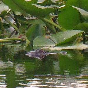 A guest that followed me while kayaking by Hontoon Marina.