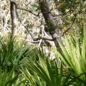 Can you see the turkey in the jungle?