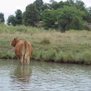 Cow saluting CDorys1
