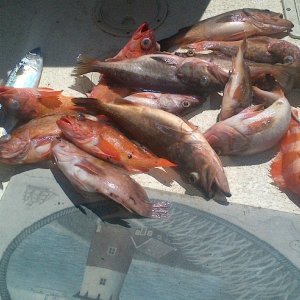 Media 'Catalina Fish, most of them' in album 'image'