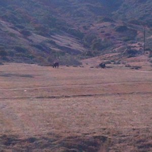 Catalina Buffalo, very rare to see them during summer months.