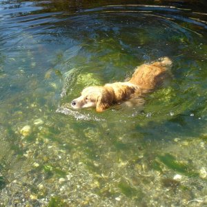 Dawson swimming at Manson's Landing