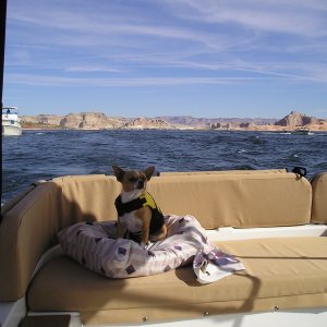 Media 'Teaco with life vest enjoying the ride on Tugger' in album 'Ready to launch'