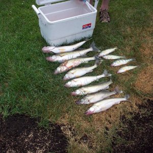 Media 'Day's catch of Lake Erie walleye and perch.' in album 'Laker: Algoma Discovery'