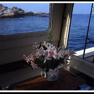 Media '(Smuttynose) Isles of Shoals, NH' in album '(Smuttynose) Isles of Shoals, NH'