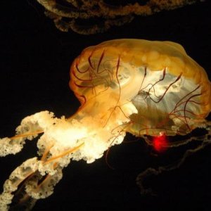 Aquarium 1
