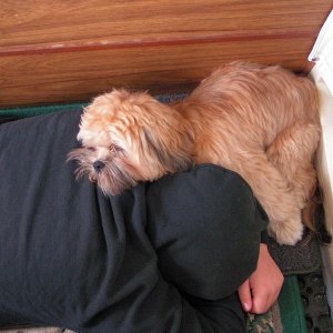 Austin and Oscar Napping on Tyboo