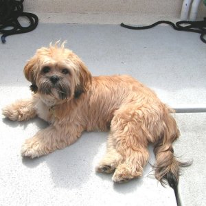 Oscar on Tyboo