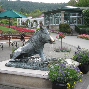Butchart Gardens this guy gets a lot of attention, check the nose