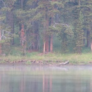 Thirsty Elk