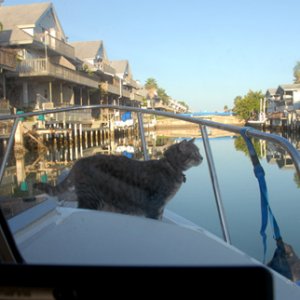Molly the cat on the bow