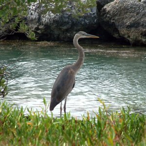 Heron at Bahia Honda