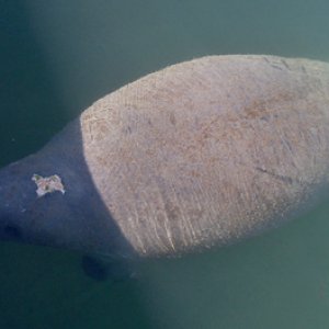 Manatee, up close and personal