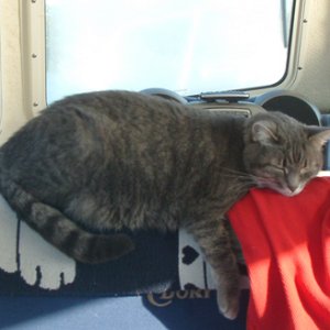 Molly gets a nap