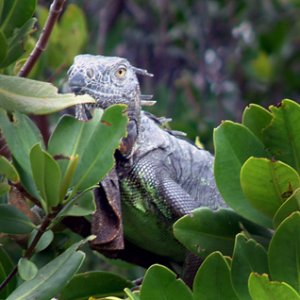 Iguana in the mangroves