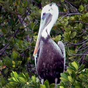Pelican in the mangroves