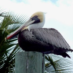 Pelican on a piling