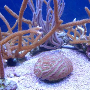 Brain coral