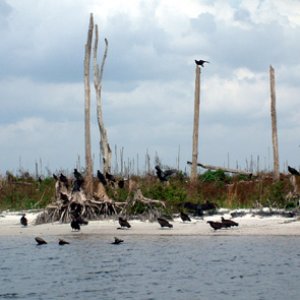 Vultures along the Okeechobee Waterway