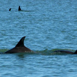 dolphins by the boat