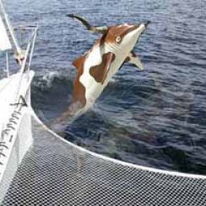Dolphin Cow (Texas Longhorn species)