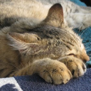 Just tuckered out