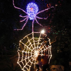 Zoo Lights