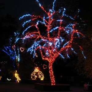 Zoo Lights