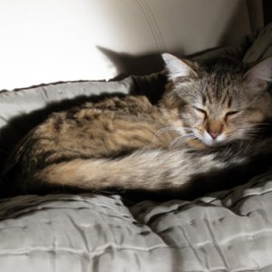Izzy on New Year\'s morning