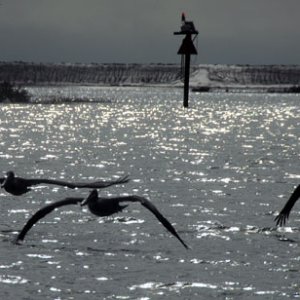 Pelicans