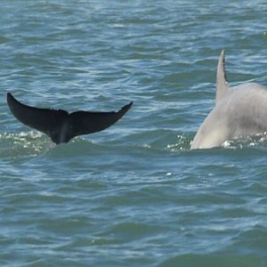 Dolphins