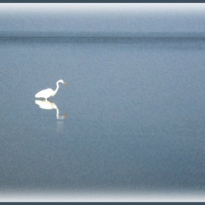 Great Egret (with effects)