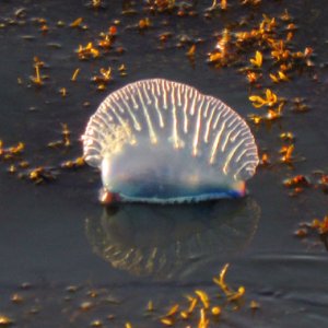 Portuguese Man o\' War