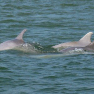 dolphins