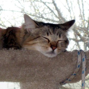Izzy sleeping