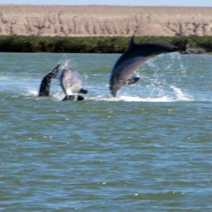 Dolphins jumping