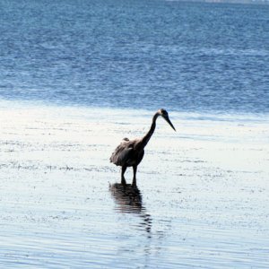 shallow water
