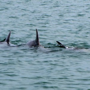 Dolphins playing around the boat
