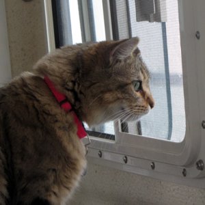 Izzy, watching for dolphins