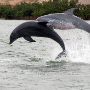 quite the dolphin show