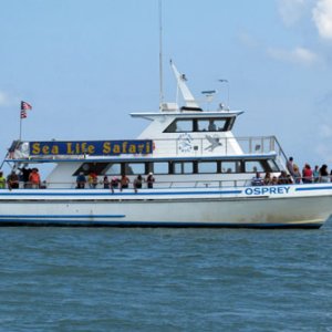 Osprey