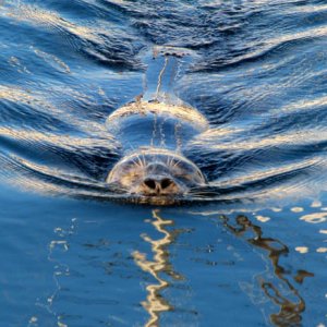 Popeye, the one-eyed seal in the marina
