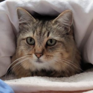 Izzy under the covers