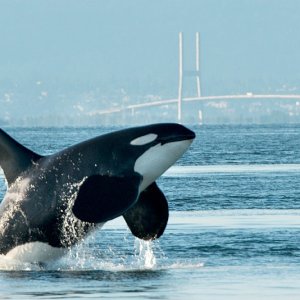whale shot
