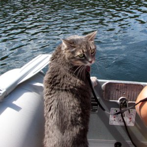 Molly going for a dinghy ride