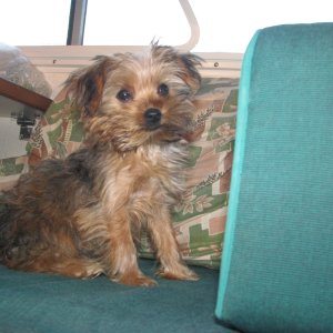 Media 'Rusty, three month old Yorky boat/motorhome dog.' in album 'Three pound Dog and a six pound Catfish'