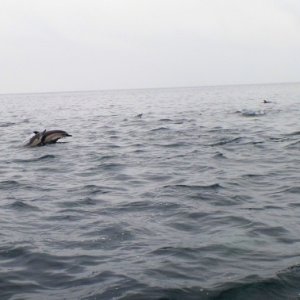 Media 'Dolphin Synchronized Jumping' in album 'Dolphin Attack'