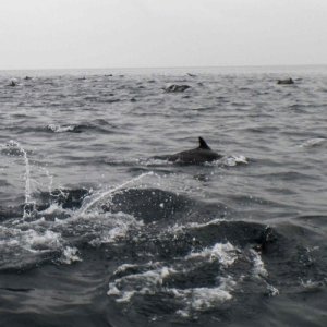 Media 'In the Middle of Hundreds of Dolphins' in album 'Dolphin Attack'