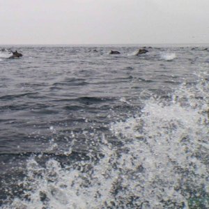 Media 'Still Jumping' in album 'Dolphin Attack'